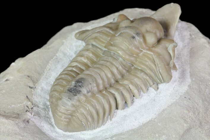 Rare, Spathacalymene Trilobite - Indiana (Special Price) #68860